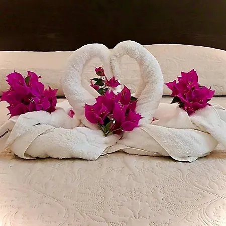 מלון Des Mimosas 3*